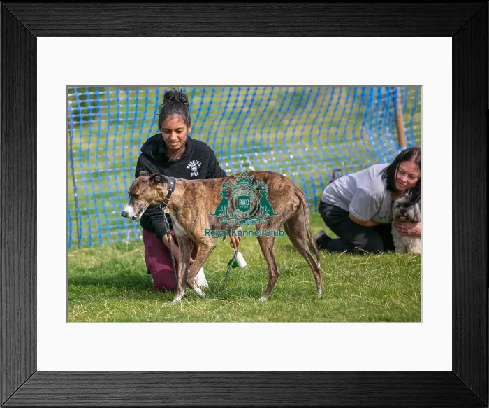 Framed Print : Dog Name Ollie Scruffts Heats Scruffts Family Crossbreed Of The Year Competition