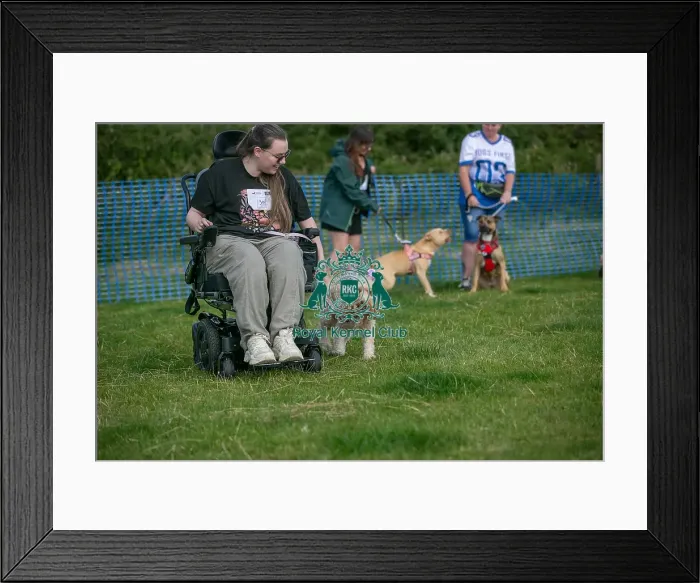 Framed Print : North East Dog Festival 2024 Scruffts Heats Prettiest Crossbreed Bitch Class
