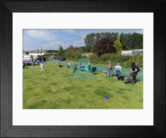Framed Print : 31st August 2024 Most Handsome Crossbreed Dog Class Framed Print : 31st August 2024 Most Handsome Crossbreed Dog Class