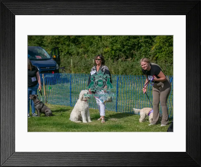 Framed Print : North East Dog Festival 2024 Candid Shot Prettiest Crossbreed Bitch Class