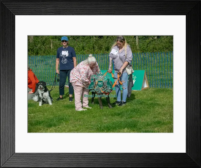 Framed Print : 31st August 2024 Most Handsome Crossbreed Dog Class Framed Print : 31st August 2024 Most Handsome Crossbreed Dog Class