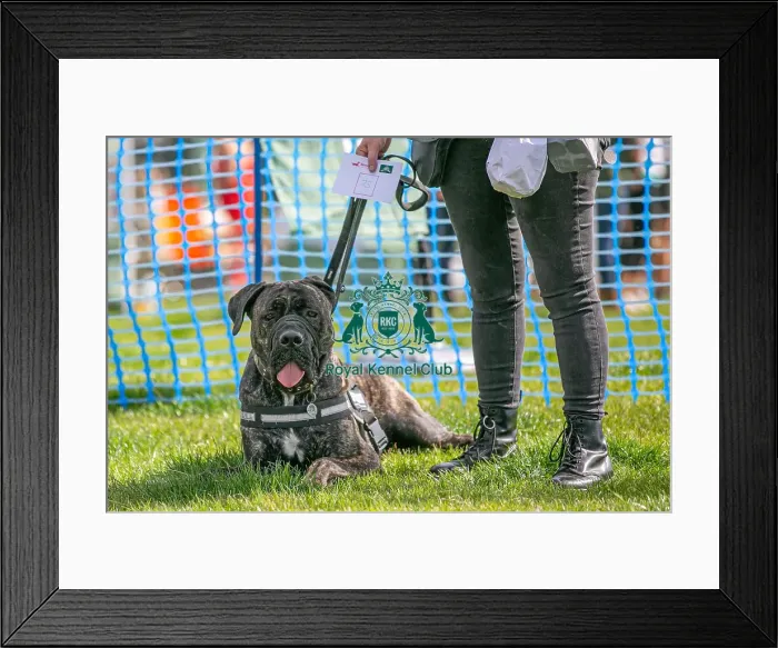 Framed Print : 31st August 2024 Most Handsome Crossbreed Dog Class Framed Print : 31st August 2024 Most Handsome Crossbreed Dog Class