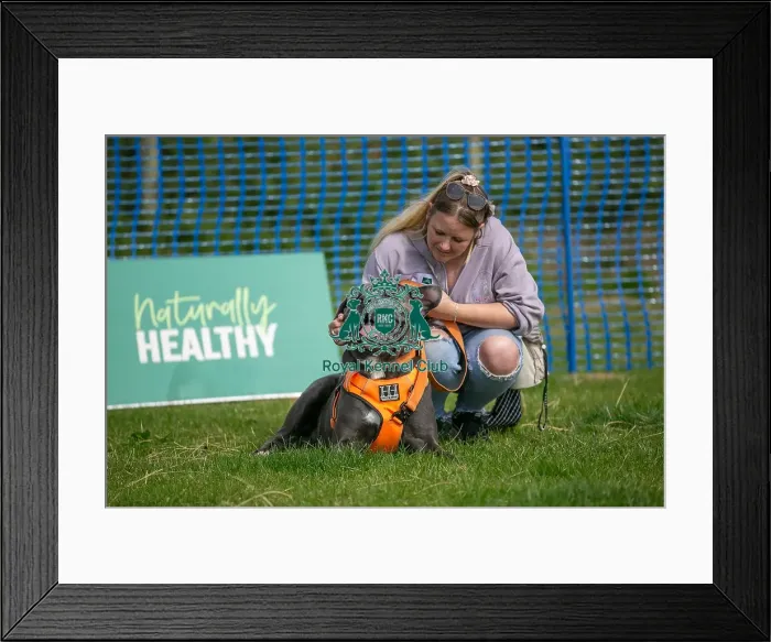 Framed Print : North East Dog Festival 2024 Most Handsome Crossbreed Dog Class Framed Print : North East Dog Festival 2024 Most Handsome Crossbreed Dog Class