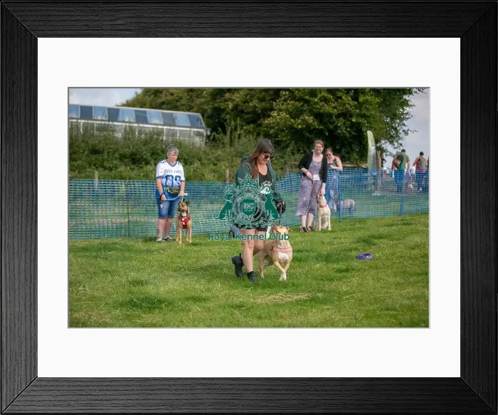 Framed Print : North East Dog Festival 2024 Scruffts Heats Prettiest Crossbreed Bitch Class