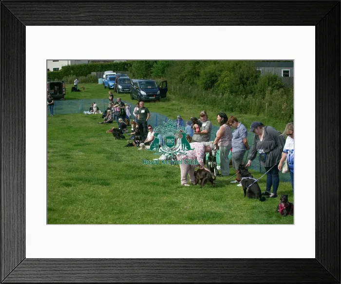 Framed Print : 31st August 2024 Scruffts Heats Prettiest Crossbreed Bitch Class Framed Print : 31st August 2024 Scruffts Heats Prettiest Crossbreed Bitch Class