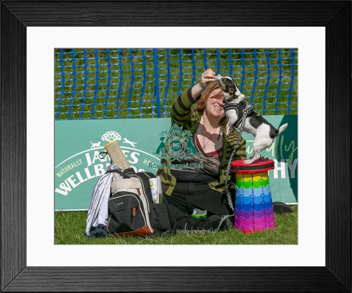 Framed Print : Sponsors Name Scruffts Heats Scruffts Family Crossbreed Of The Year Competition Framed Print : Sponsors Name Scruffts Heats Scruffts Family Crossbreed Of The Year Competition