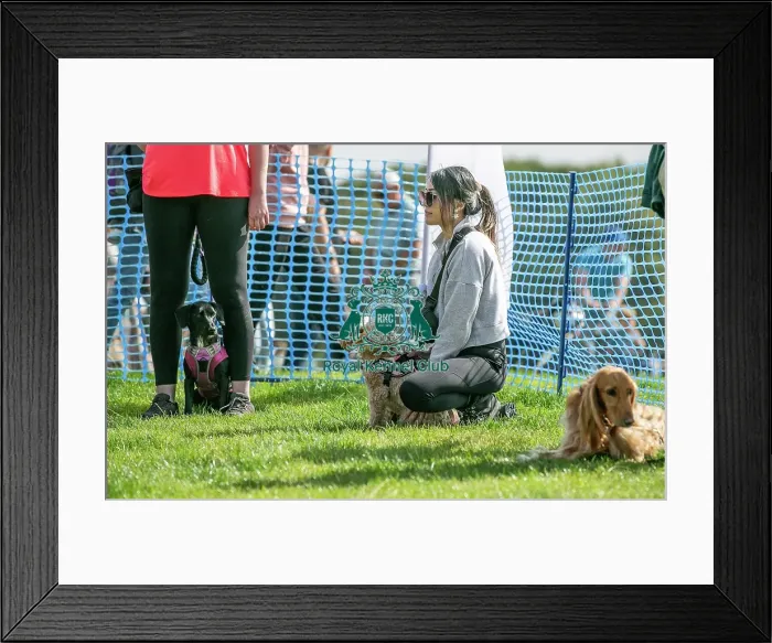 Framed Print : North East Dog Festival 2024 Candid Shot Prettiest Crossbreed Bitch Class