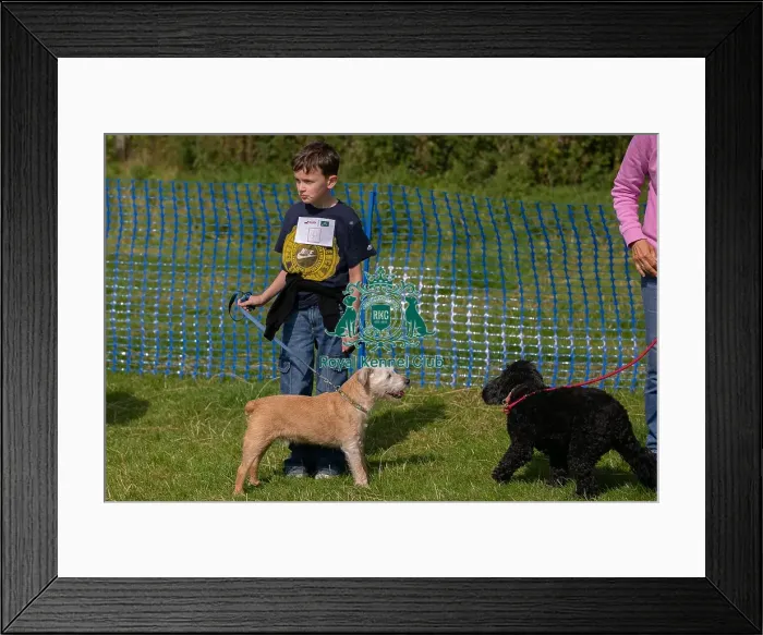 Framed Print : Golden Oldie Class Candid Shot Scruffts Heats
