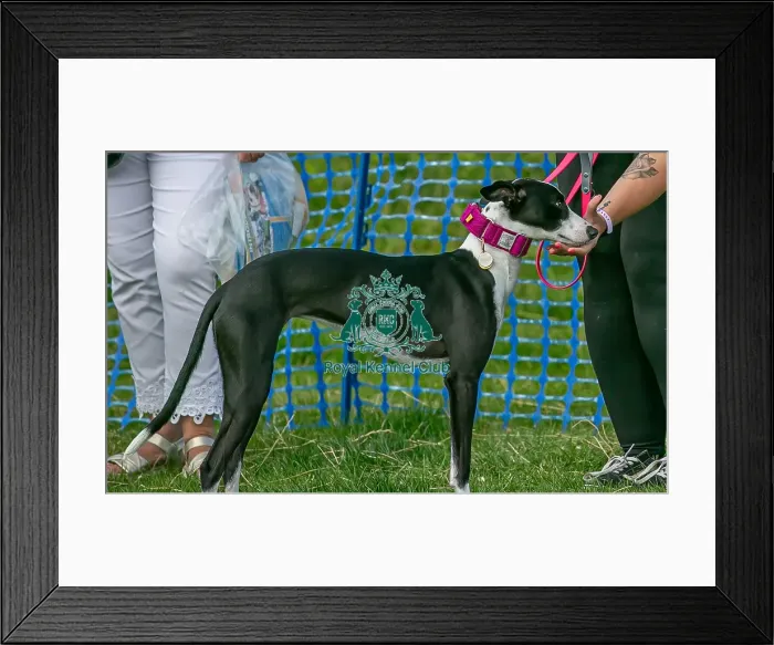 Framed Print : North East Dog Festival 2024 Scruffts Heats Dog Only Framed Print : North East Dog Festival 2024 Scruffts Heats Dog Only