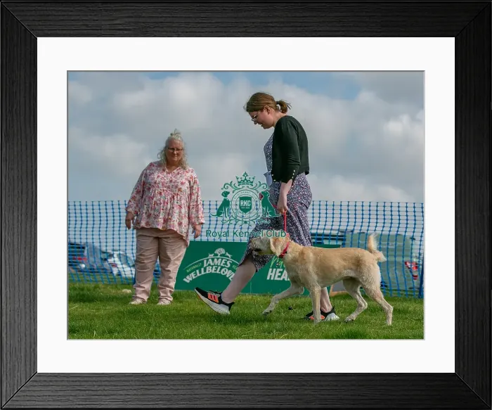 Framed Print : Sponsors Name Scruffts Heats Judging Scruffts Family Crossbreed Of The Year Competition Framed Print : Sponsors Name Scruffts Heats Judging Scruffts Family Crossbreed Of The Year Competition
