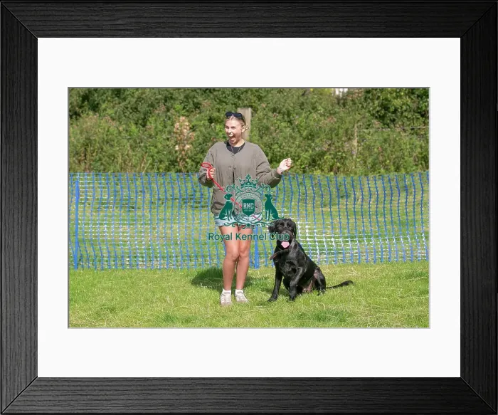 Framed Print : North East Dog Festival 2024 Most Handsome Crossbreed Dog Class Framed Print : North East Dog Festival 2024 Most Handsome Crossbreed Dog Class