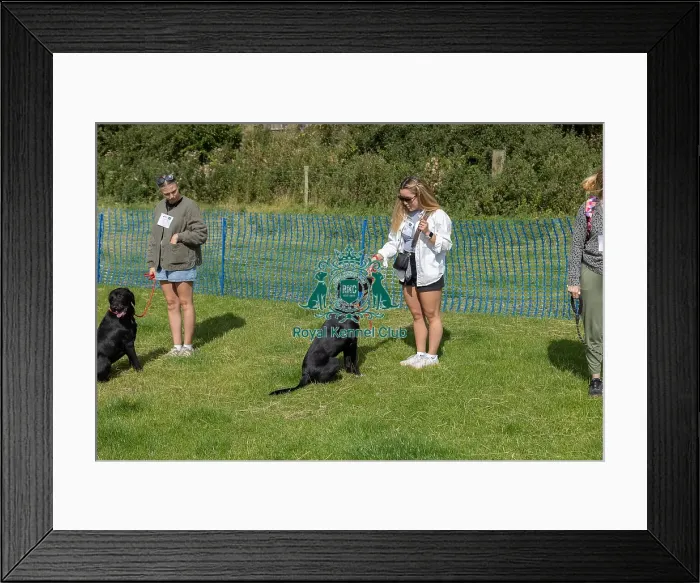 Framed Print : 31st August 2024 Candid Shot Most Handsome Crossbreed Dog Class Framed Print : 31st August 2024 Candid Shot Most Handsome Crossbreed Dog Class