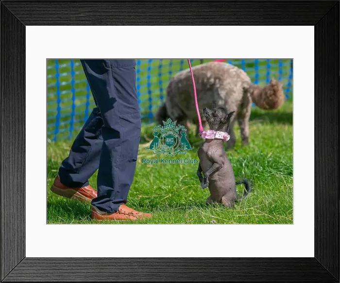 Framed Print : 31st August 2024 Scruffts Heats Dog Only Prettiest Crossbreed Bitch Class