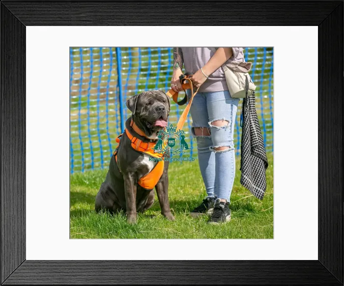 Framed Print : North East Dog Festival 2024 Scruffts Heats Dog Only Framed Print : North East Dog Festival 2024 Scruffts Heats Dog Only