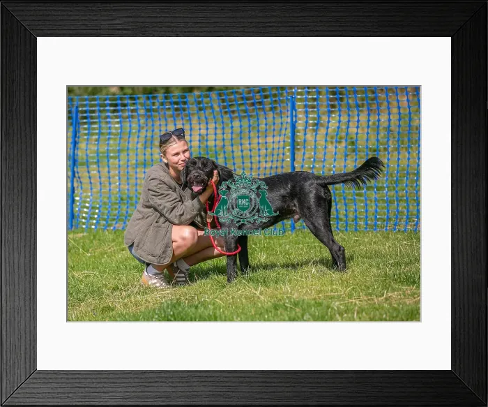 Framed Print : North East Dog Festival 2024 Most Handsome Crossbreed Dog Class Framed Print : North East Dog Festival 2024 Most Handsome Crossbreed Dog Class
