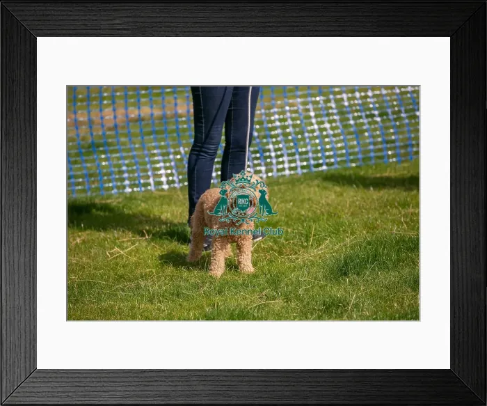 Framed Print : 31st August 2024 Most Handsome Crossbreed Dog Class Framed Print : 31st August 2024 Most Handsome Crossbreed Dog Class