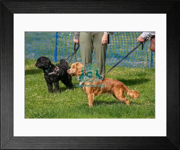 Framed Print : 31st August 2024 Candid Shot Dog Only Scruffts Heats Framed Print : 31st August 2024 Candid Shot Dog Only Scruffts Heats