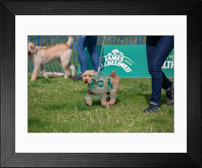 Framed Print : North East Dog Festival 2024 Scruffts Heats Dog Only Framed Print : North East Dog Festival 2024 Scruffts Heats Dog Only