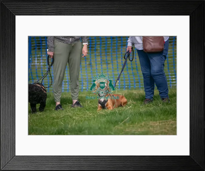 Framed Print : 31st August 2024 Most Handsome Crossbreed Dog Class Framed Print : 31st August 2024 Most Handsome Crossbreed Dog Class