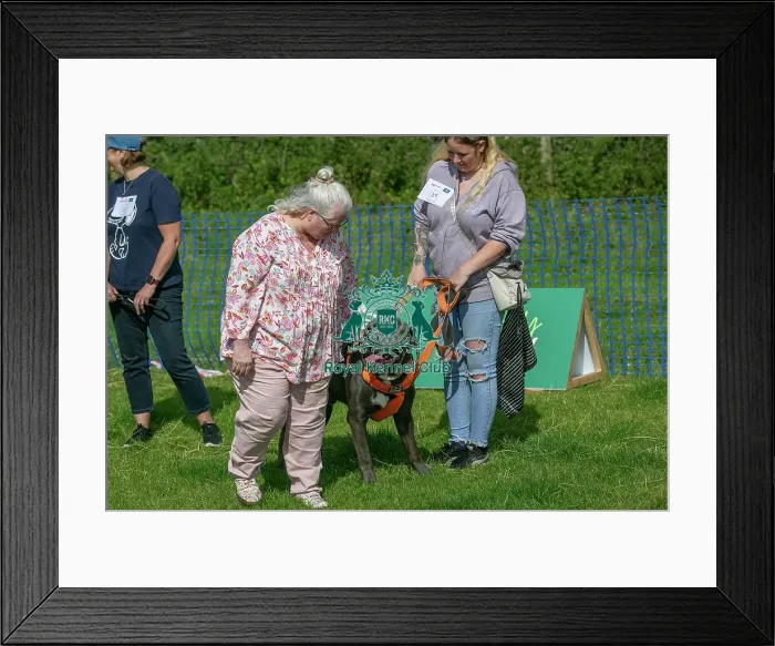 Framed Print : 31st August 2024 Most Handsome Crossbreed Dog Class Framed Print : 31st August 2024 Most Handsome Crossbreed Dog Class