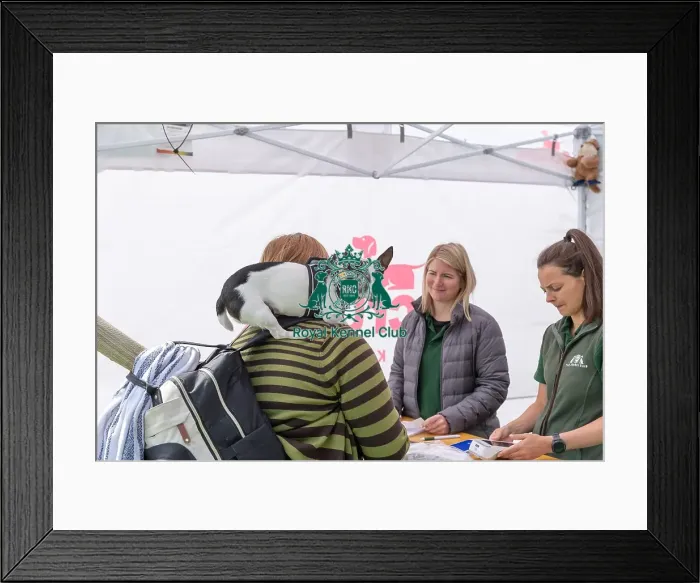 Framed Print : 31st August 2024 Candid Shot Scruffts Heats Scruffts Family Crossbreed Of The Year Competition