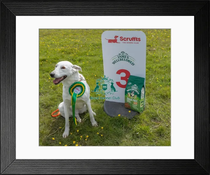 Framed Print : Good Citizen Dog Scheme Class Dog Only Scruffts Family Crossbreed Competition