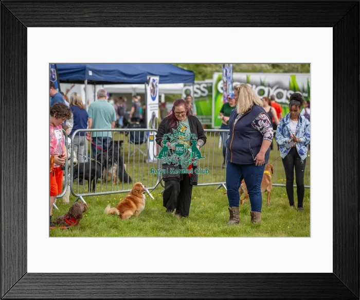 Framed Print : Good Citizen Dog Scheme Class Judging Scruffts Family Crossbreed Competition