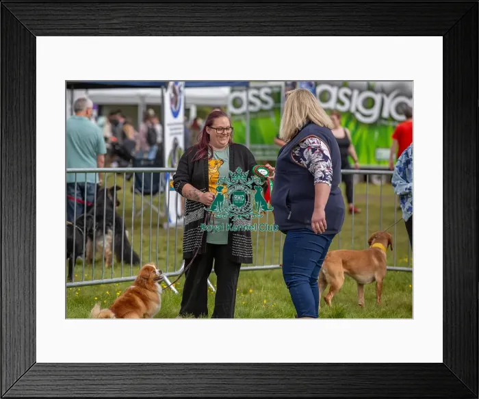 Framed Print : Good Citizen Dog Scheme Class Judging Scruffts Family Crossbreed Competition Framed Print : Good Citizen Dog Scheme Class Judging Scruffts Family Crossbreed Competition