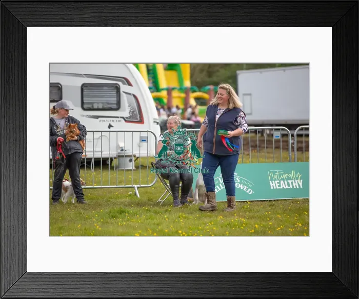 Framed Print : Good Citizen Dog Scheme Class Judging Scruffts Family Crossbreed Competition