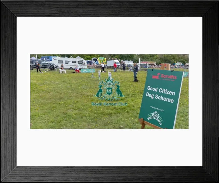 Framed Print : Good Citizen Dog Scheme Class Judging Scruffts Family Crossbreed Competition Framed Print : Good Citizen Dog Scheme Class Judging Scruffts Family Crossbreed Competition