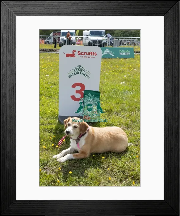 Framed Print : Dog Name: Tilsda Scruffts Family Crossbreed Competition Framed Print : Dog Name: Tilsda Scruffts Family Crossbreed Competition