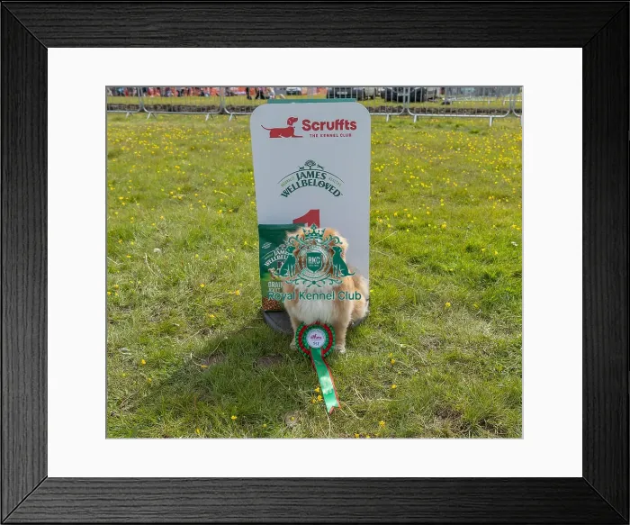 Framed Print : Good Citizen Dog Scheme Class Dog Name: Fudge Framed Print : Good Citizen Dog Scheme Class Dog Name: Fudge