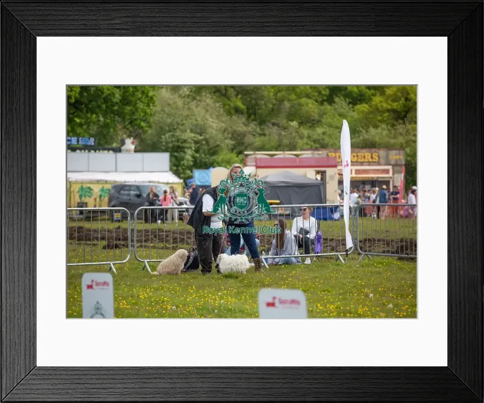 Framed Print : Good Citizen Dog Scheme Class Chelmsford Scruffts Family Crossbreed Competition Framed Print : Good Citizen Dog Scheme Class Chelmsford Scruffts Family Crossbreed Competition