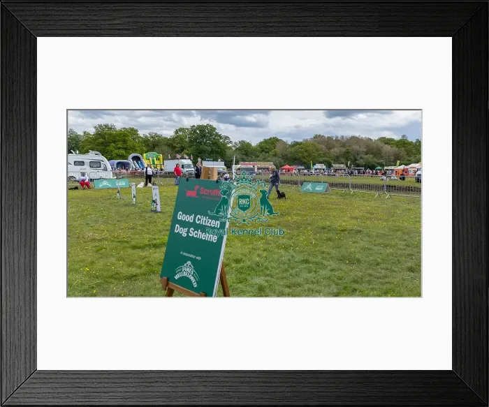 Framed Print : Good Citizen Dog Scheme Class Judging Scruffts Family Crossbreed Competition Framed Print : Good Citizen Dog Scheme Class Judging Scruffts Family Crossbreed Competition