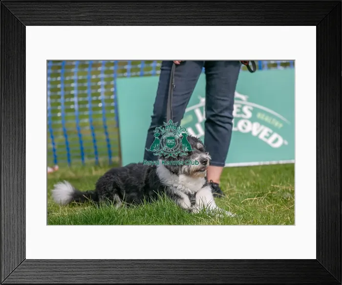 Framed Print : North East Dog Festival 2024 Scruffts Heats Dog Only Framed Print : North East Dog Festival 2024 Scruffts Heats Dog Only