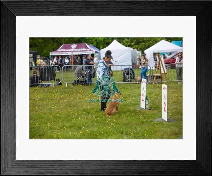 Framed Print : James Wellbeloved Chelmsford Dog And Owner Good Citizen Dog Scheme Class Framed Print : James Wellbeloved Chelmsford Dog And Owner Good Citizen Dog Scheme Class