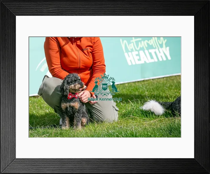 Framed Print : North East Dog Festival 2024 Scruffts Heats Dog Only Framed Print : North East Dog Festival 2024 Scruffts Heats Dog Only
