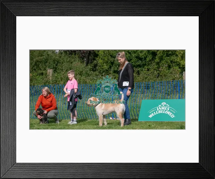 Framed Print : North East Dog Festival 2024 Scruffts Heats Scruffts Family Crossbreed Of The Year Competition Framed Print : North East Dog Festival 2024 Scruffts Heats Scruffts Family Crossbreed Of The Year Competition