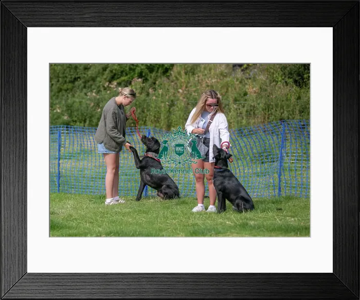 Framed Print : 31st August 2024 Candid Shot Most Handsome Crossbreed Dog Class