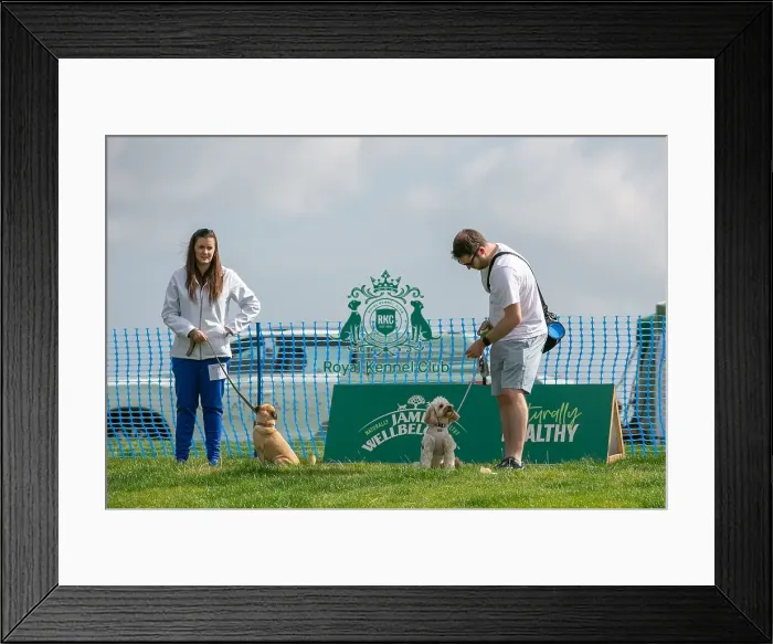 Framed Print : North East Dog Festival 2024 Scruffts Heats Scruffts Family Crossbreed Of The Year Competition