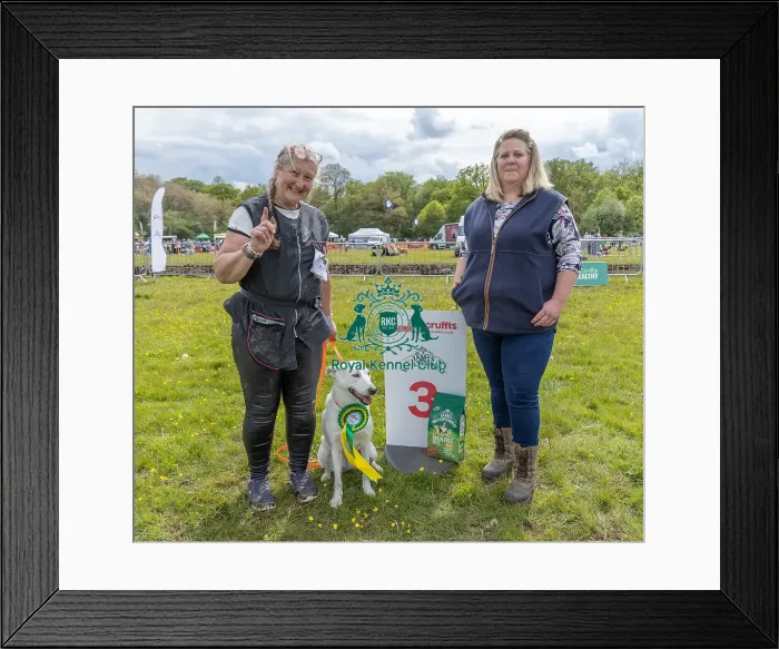 Framed Print : Good Citizen Dog Scheme Class Scruffts Family Crossbreed Competition Framed Print : Good Citizen Dog Scheme Class Scruffts Family Crossbreed Competition