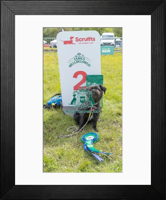 Framed Print : Good Citizen Dog Scheme Class Second Place Dog Only Framed Print : Good Citizen Dog Scheme Class Second Place Dog Only