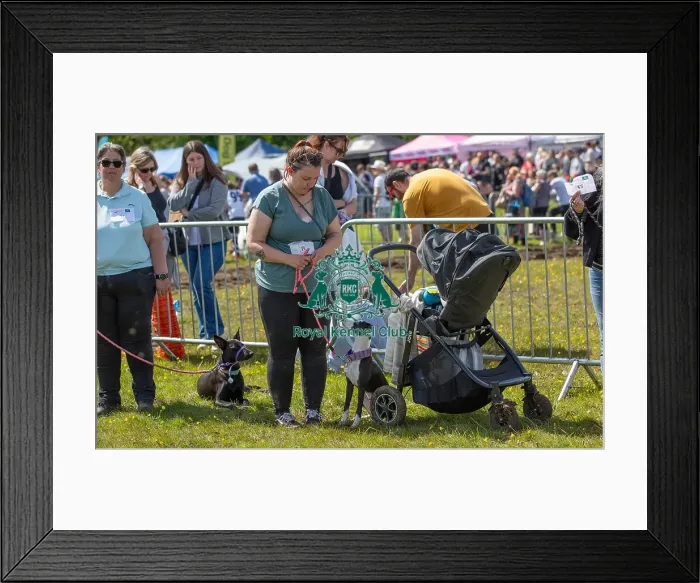Framed Print : Prettiest Crossbreed Bitch Class Dog And Owner Framed Print : Prettiest Crossbreed Bitch Class Dog And Owner