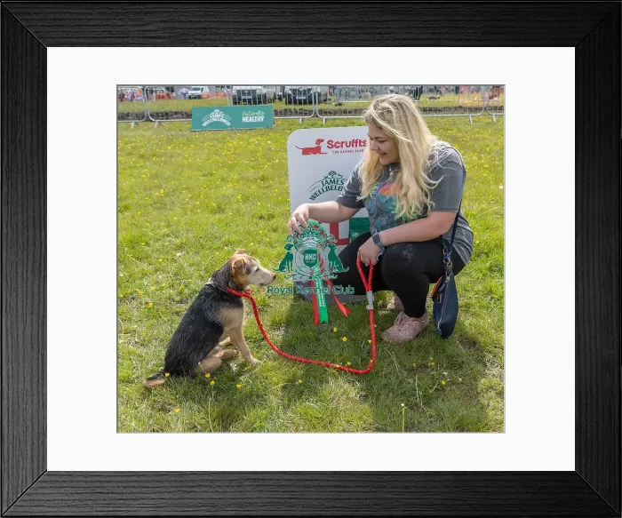 Framed Print : Chelmsford Dog And Owner Scruffts Family Crossbreed Competition Framed Print : Chelmsford Dog And Owner Scruffts Family Crossbreed Competition