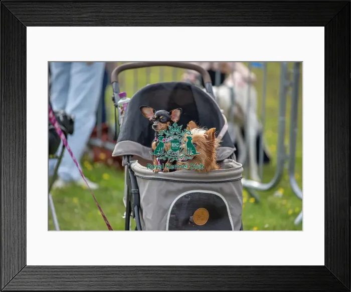 Framed Print : Dog Only Scruffts Family Crossbreed Competition Framed Print : Dog Only Scruffts Family Crossbreed Competition
