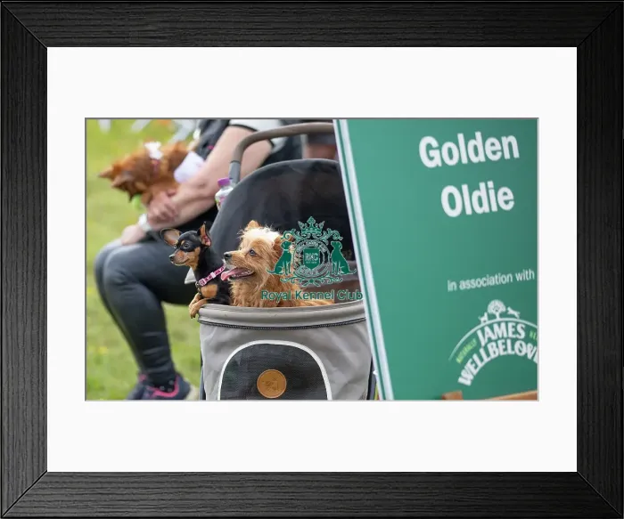 Framed Print : James Wellbeloved Scruffts Family Crossbreed Competition Framed Print : James Wellbeloved Scruffts Family Crossbreed Competition