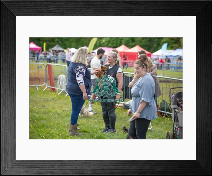 Framed Print : Judging Scruffts Family Crossbreed Competition Framed Print : Judging Scruffts Family Crossbreed Competition