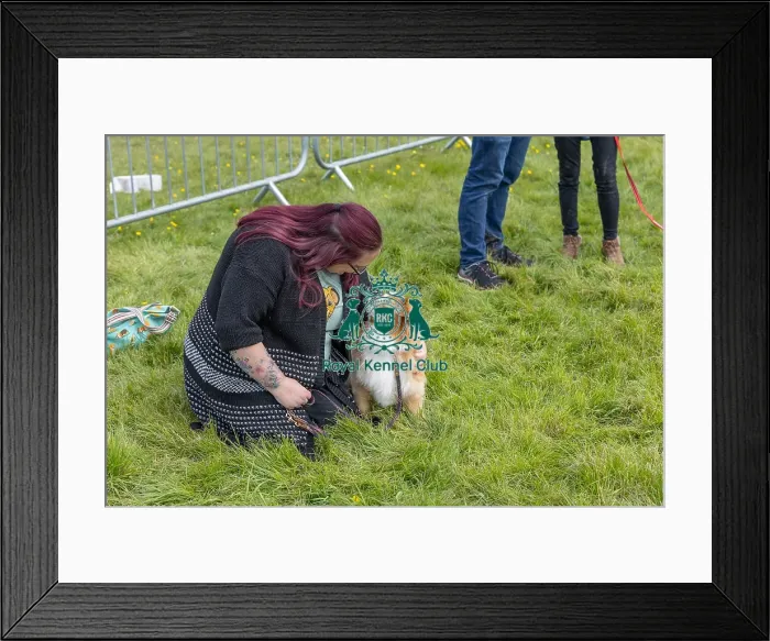 Framed Print : Chelmsford Scruffts Family Crossbreed Competition Framed Print : Chelmsford Scruffts Family Crossbreed Competition