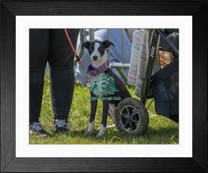 Framed Print : Dog Only Prettiest Crossbreed Bitch Class Hylands Park Framed Print : Dog Only Prettiest Crossbreed Bitch Class Hylands Park