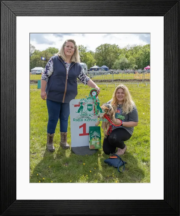 Framed Print : Chelmsford Dog And Owner Scruffts Family Crossbreed Competition Framed Print : Chelmsford Dog And Owner Scruffts Family Crossbreed Competition